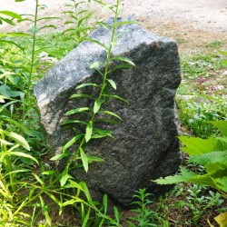 Taidekivi Garten Kunststein H50cm Ø35cm Grauer Granit (TK35G1)